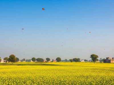 Mustard Fields – Punjab